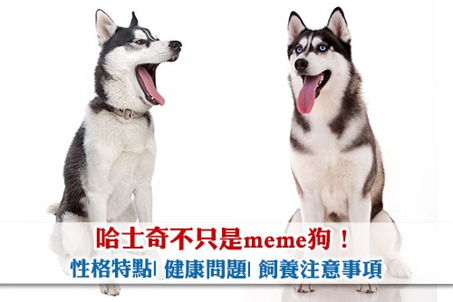 雪橇三傻-哈士奇不只是meme狗-性格特點-健康問題-飼養注意事項
